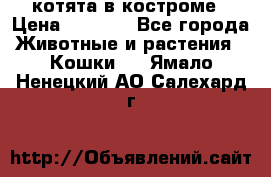 котята в костроме › Цена ­ 2 000 - Все города Животные и растения » Кошки   . Ямало-Ненецкий АО,Салехард г.